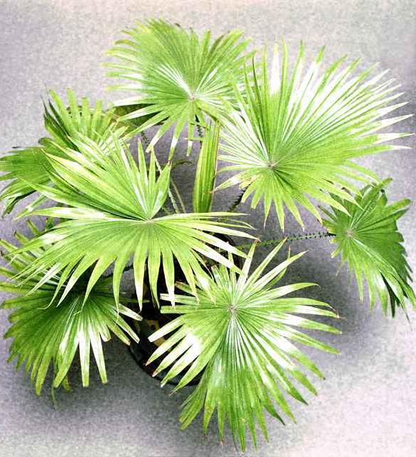 Various types of home palm trees - which to choose