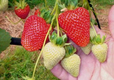 Repaired strawberry. Planting and care. Varieties