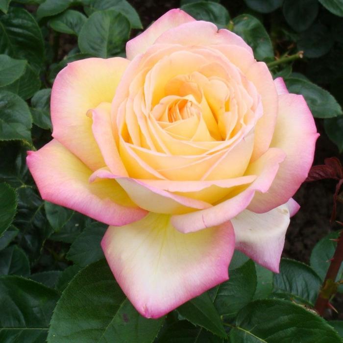 Rose Gloria Day: the most popular flower in history