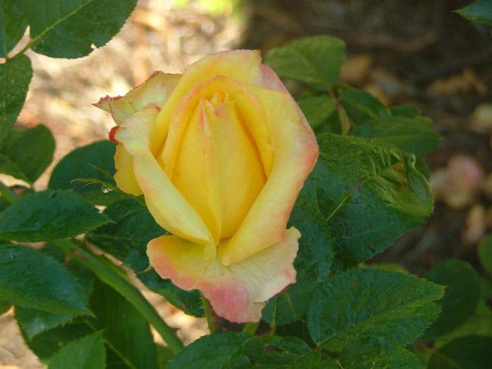 Rose Mohana - beautiful flowers