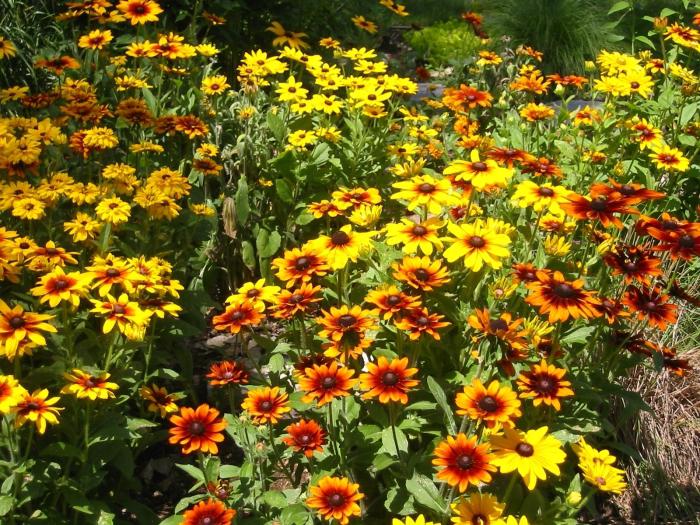 Rudbeckia: leaving and landing. Sunny flower in your garden