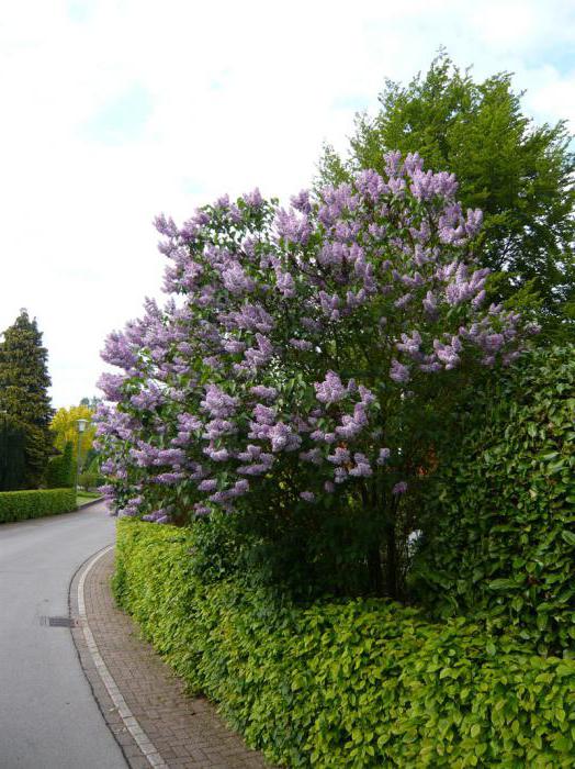 Lilac Katerina Havemeyer (common): botanical help