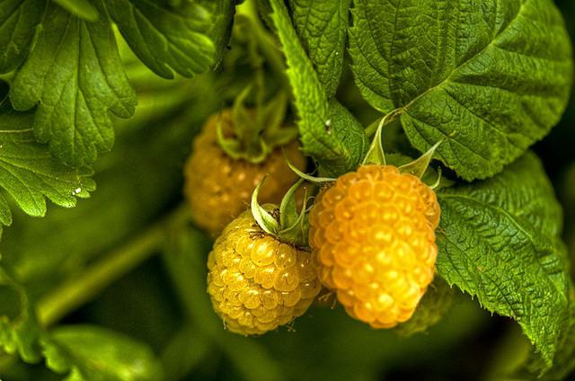 Sweet and healthy yellow raspberries