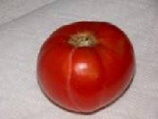 bullfinch tomato - grown in the ground