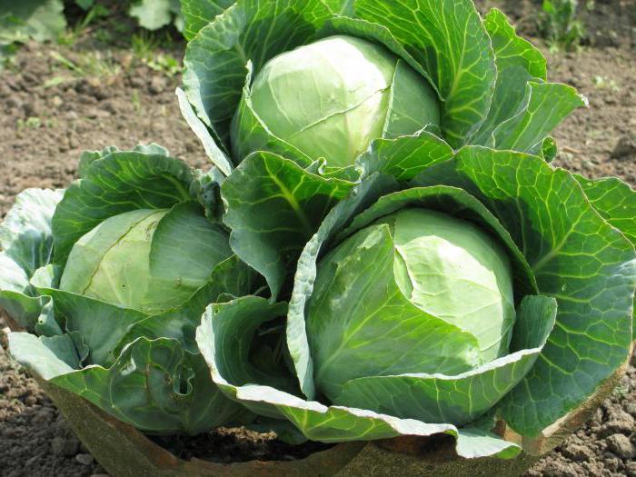 varieties of late cabbage