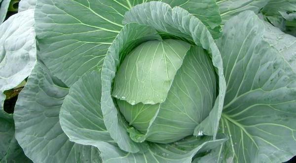 cabbage seedlings