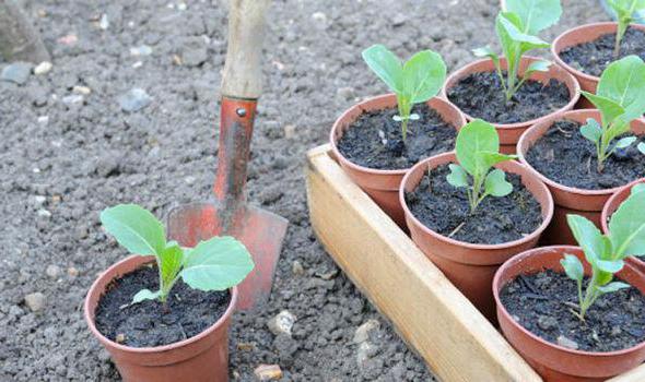  varieties of winter cabbage