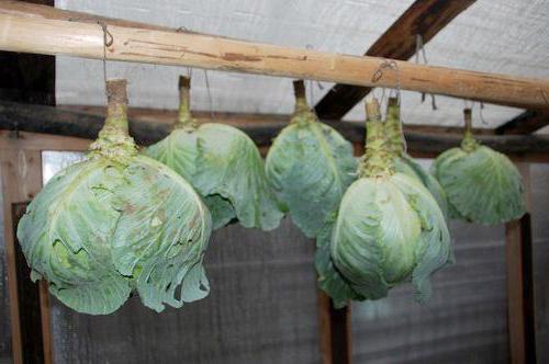 Late cabbage varieties: description, cultivation, storage