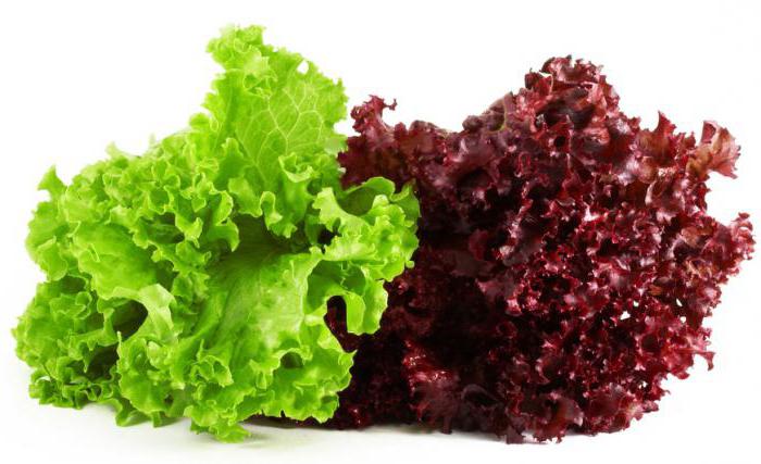 varieties of leaf lettuce