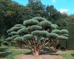 Vatereri Pine: features of cultivation