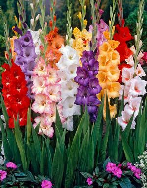 when to dig bulbs of gladiolus