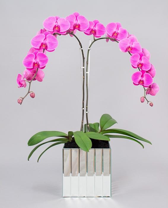 orchid growing at home