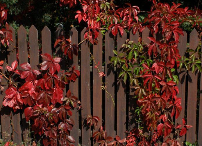 Shade-tolerant climbing plants.