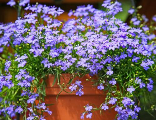 Ampel shade-tolerant plants for the garden.