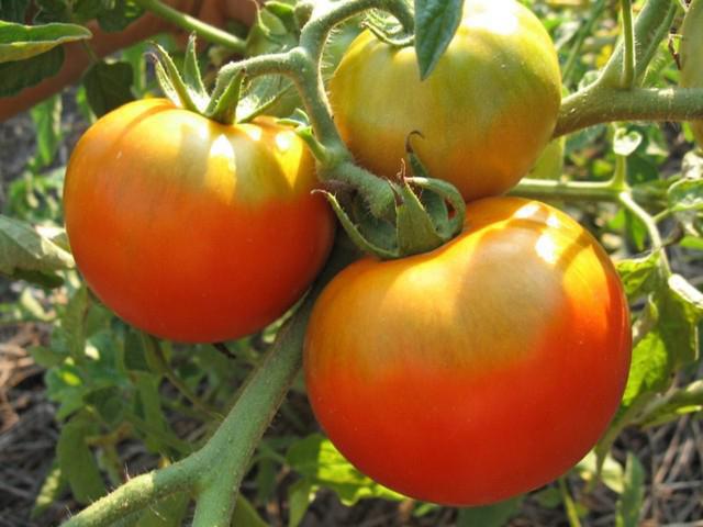 tomato thick jack reviews