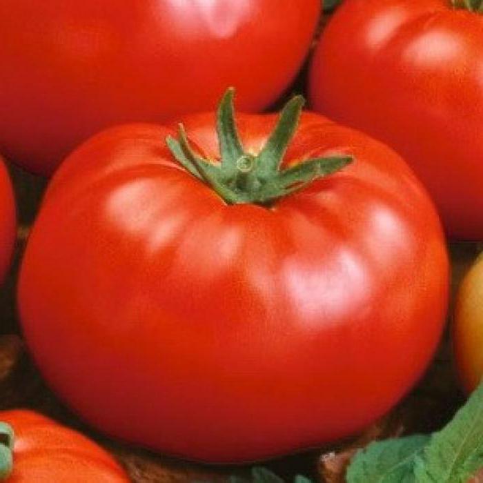 Tomato Thick Jack: Variety Description