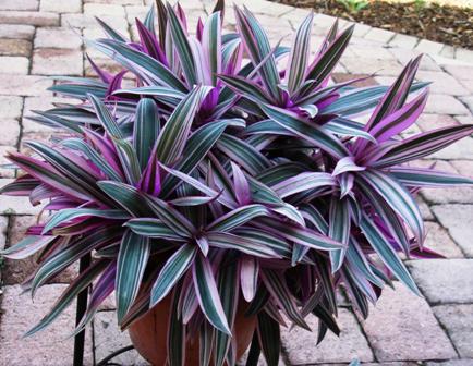 Tradescantia: care at home. Planting, growing, reproduction of the family Tradescantia