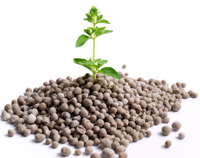 Fertilizer for seedlings of tomatoes. Types and types of fertilizers