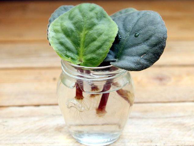 Rooting a leaf of violet in water