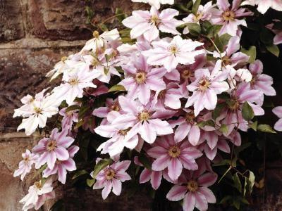 Successful cultivation of clematis