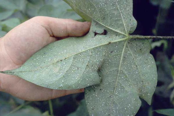 fight with whitefly in the greenhouse