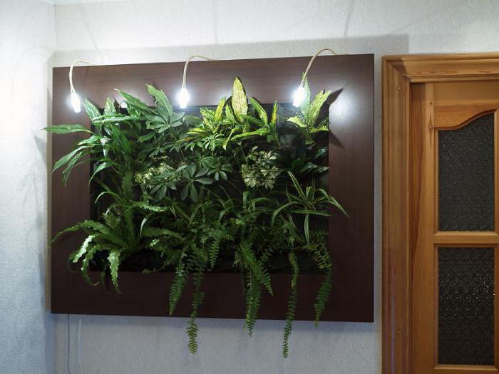 Vertical landscaping in the apartment with their own hands