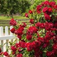 Spring top dressing of roses: basic rules