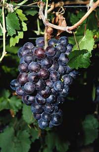 All about grapes in the central strip of Russia