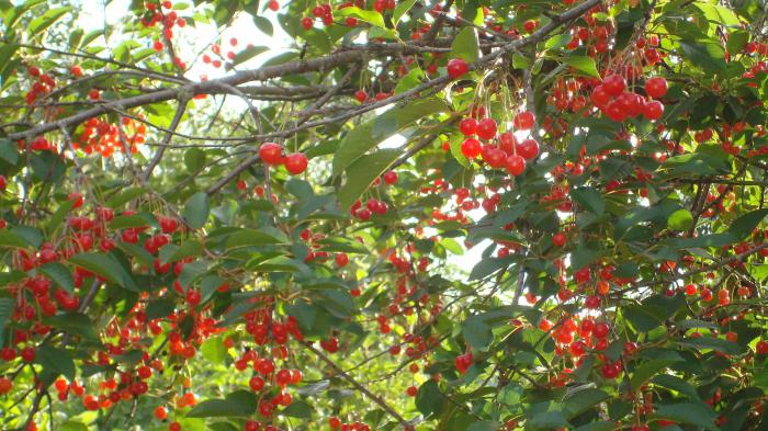 Cherry: pruning in the spring. Step-by-step instruction: how to properly cut a cherry