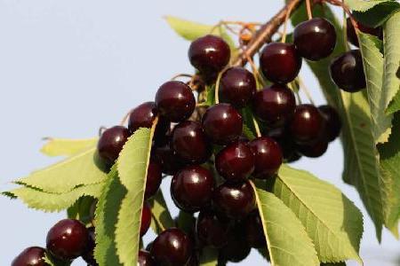 self-fruit varieties of cherry