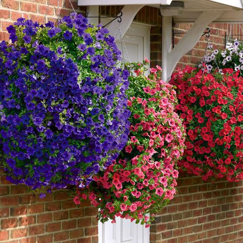 petunia diseases