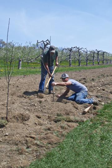 Apple Pervouralskaya: variety description, planting and care