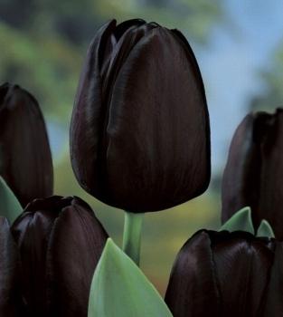 tulips black