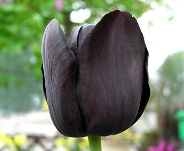 black tulips pictures