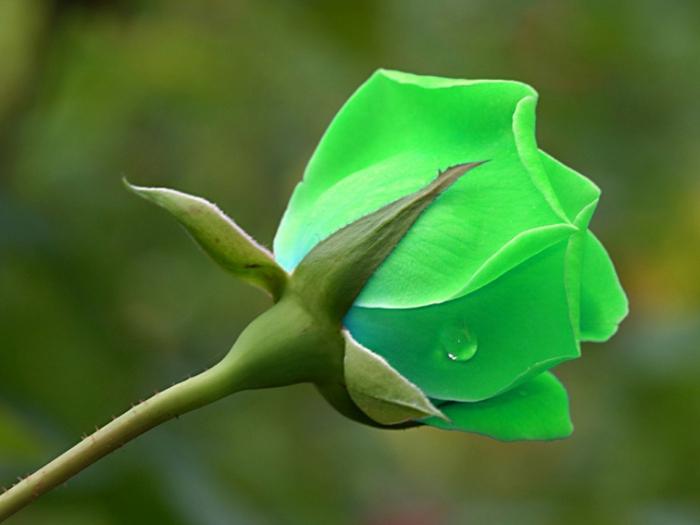 green roses