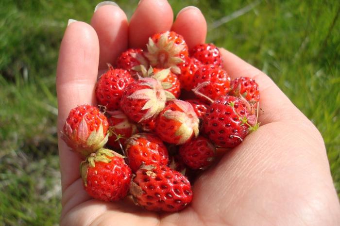 Strawberry field - and a treat, and medicine