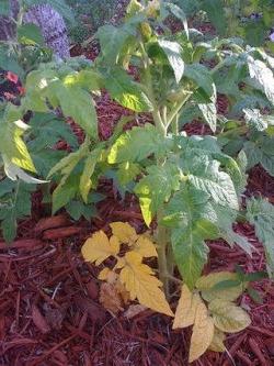 yellow leaves in a seedling tomato