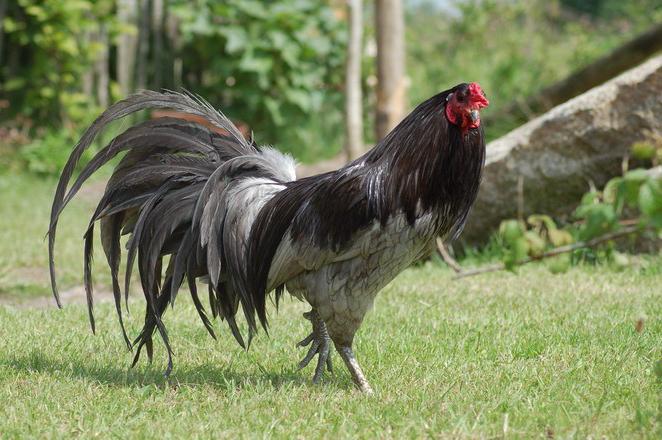 2005 of the rooster