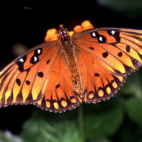 Butterfly flew into the house - a good sign