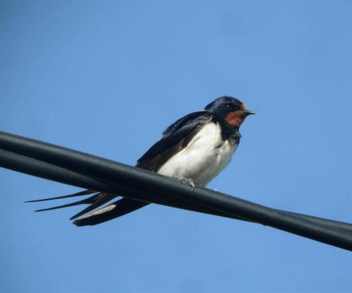 dreamy swallow with chicks