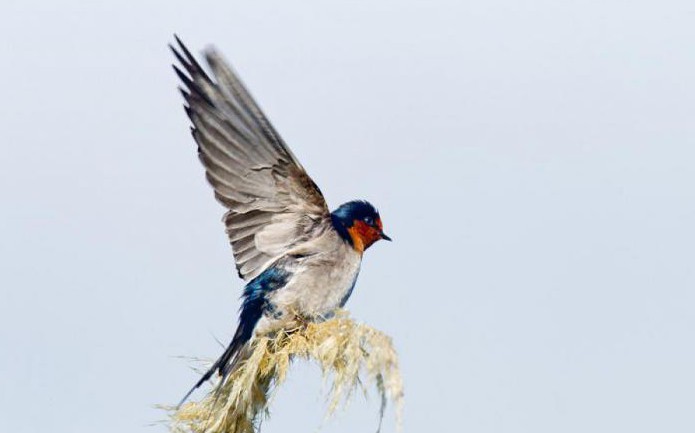 dream interpretation swallow in hands