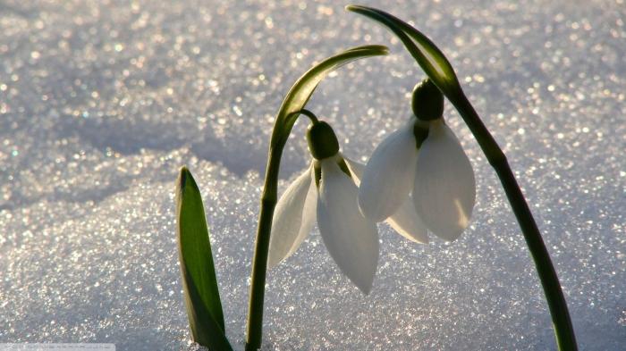 Signs of spring. What did our great-grandfathers believe in?