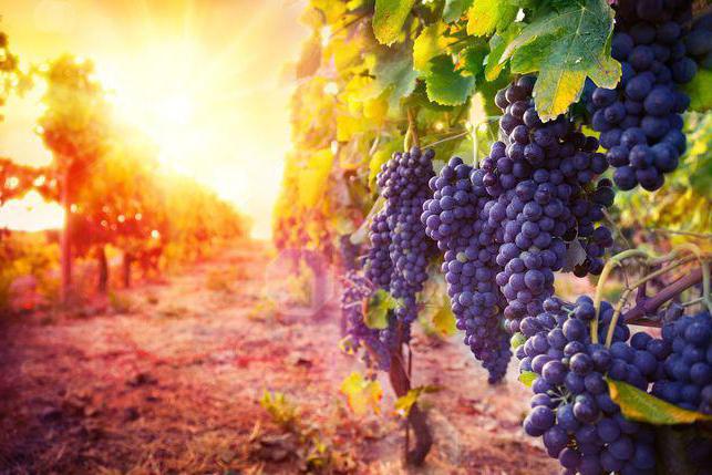 The Parable of the Vine Growers: Meaning, Interpretation