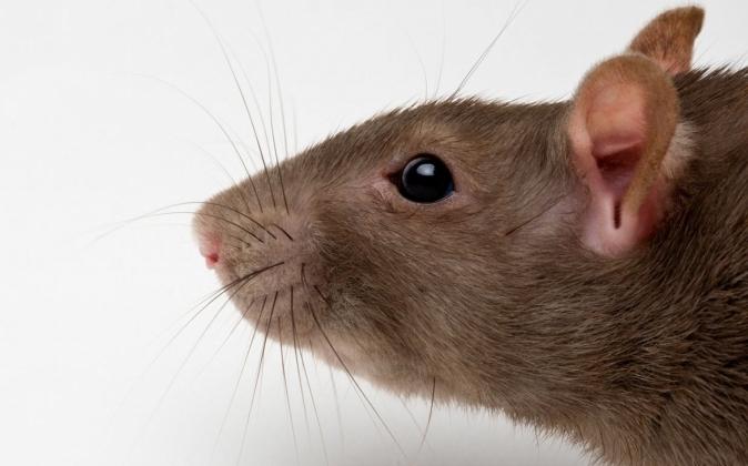 Dream Interpretation: what does it mean if the rat dreamed?