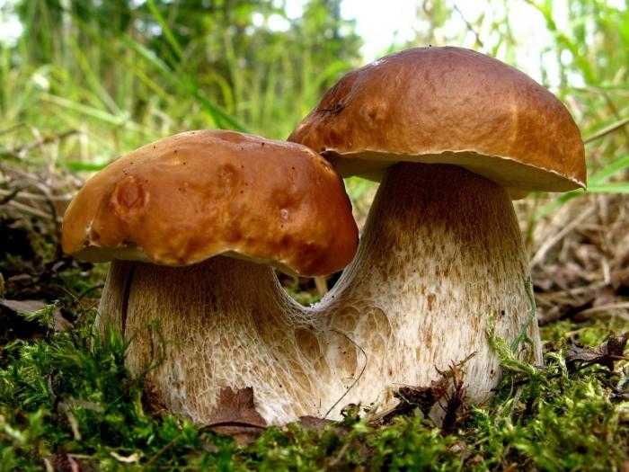 Dream Interpretation Mushrooming