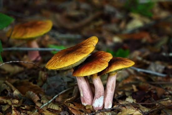 So says the dream book: collect mushrooms - illusions of eating