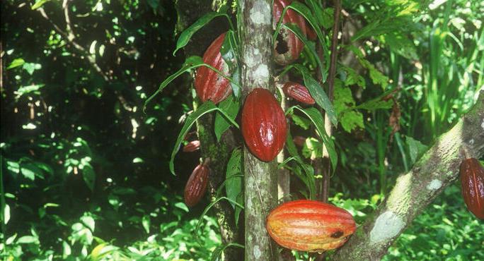 cocoa beans good and bad