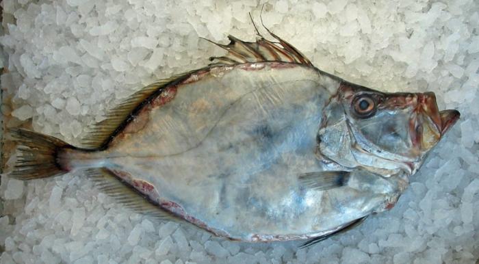 How to prepare Dori fish