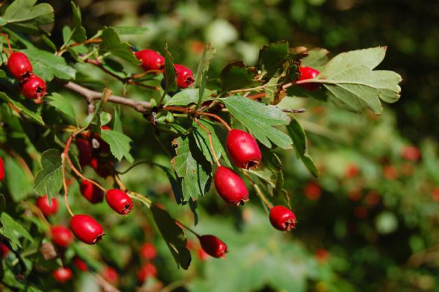 hawthorn harvest for the winter