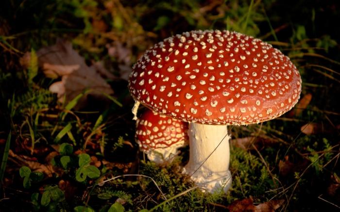 What kind of mushrooms are on the properties and characteristics